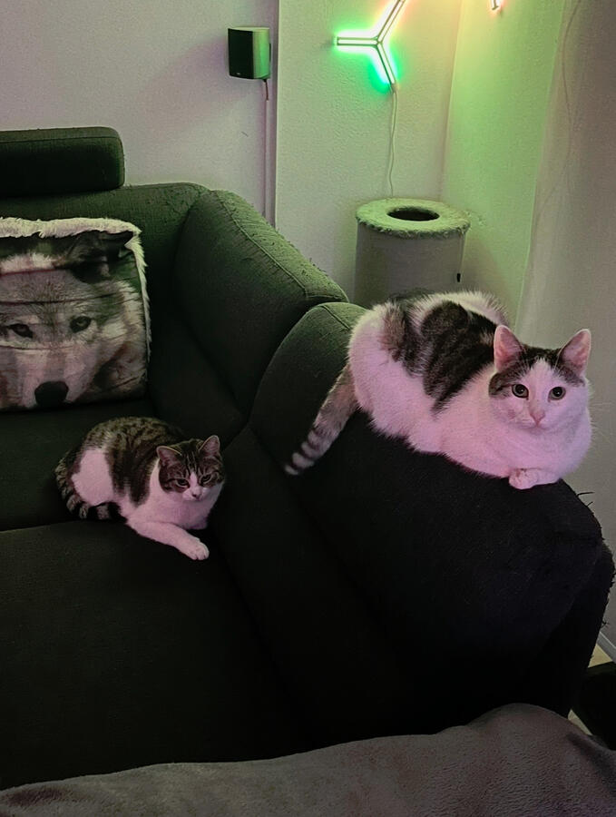 The unofficial studio assistants :-)
